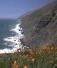 Poppies at Ragged Point